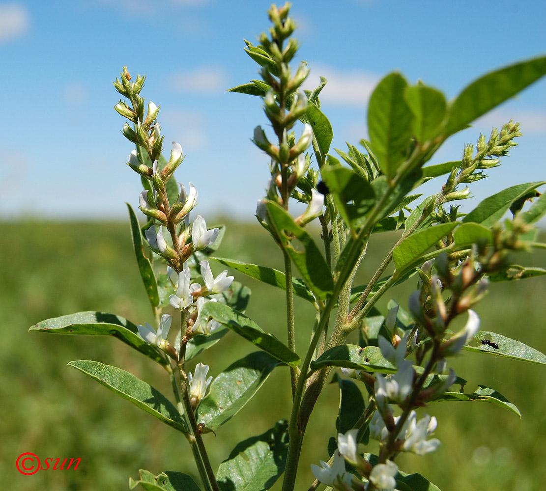glycyrrhiza_glabra_2
