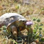 НОҚОНУНИЙ САВДО – КЕЛТИРАДИ ҒАВҒО