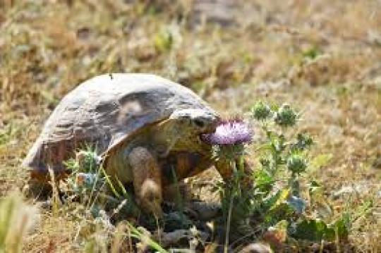 НОҚОНУНИЙ САВДО – КЕЛТИРАДИ ҒАВҒО