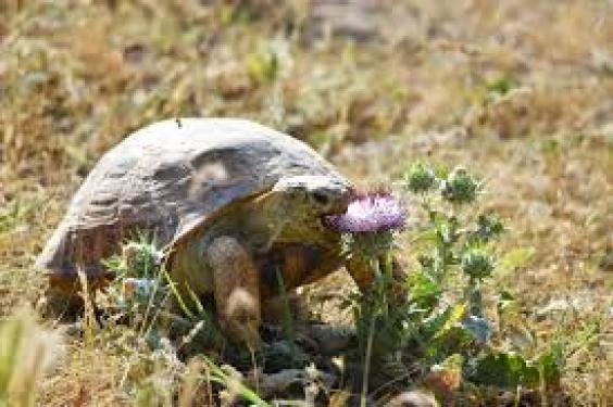 НОҚОНУНИЙ САВДО – КЕЛТИРАДИ ҒАВҒО