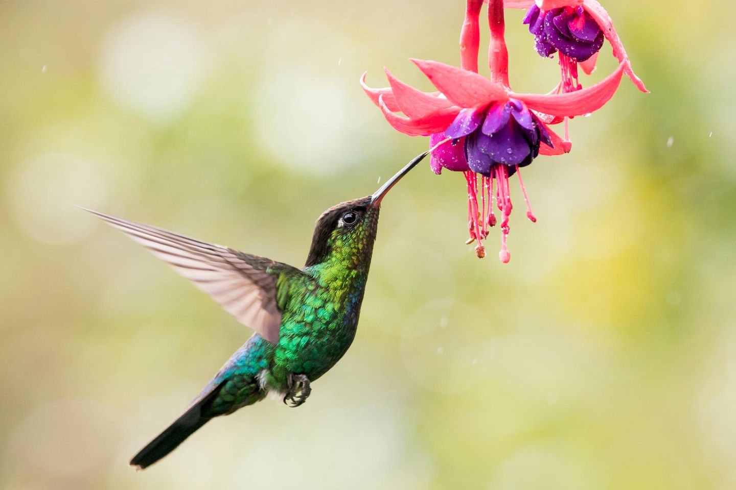 kolibrivogel-tierlexikon-titelbild
