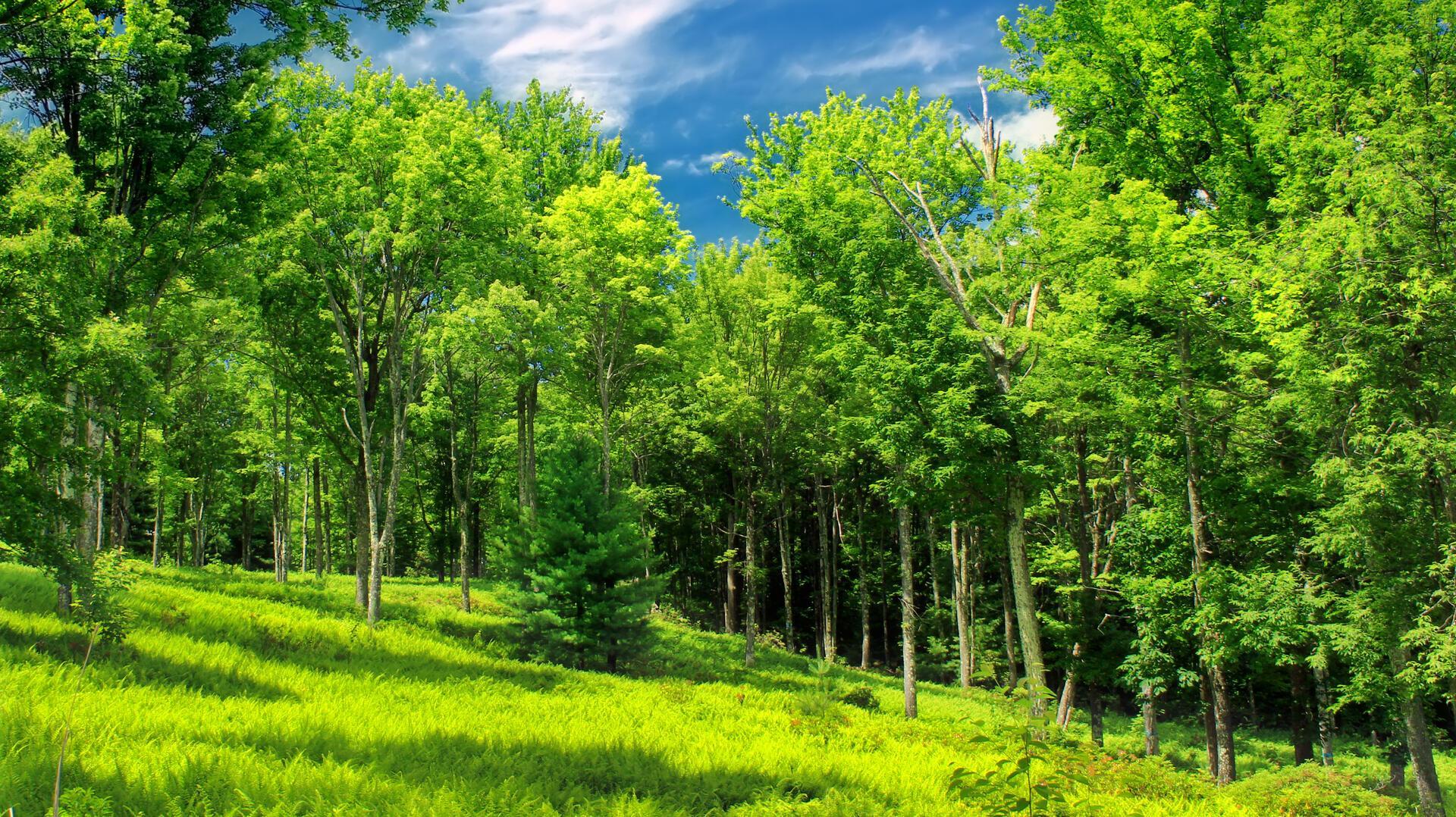 les_priroda_40_d077cbd8