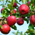 ЗАҲАРЛАНГАН ОЛМАЛАР