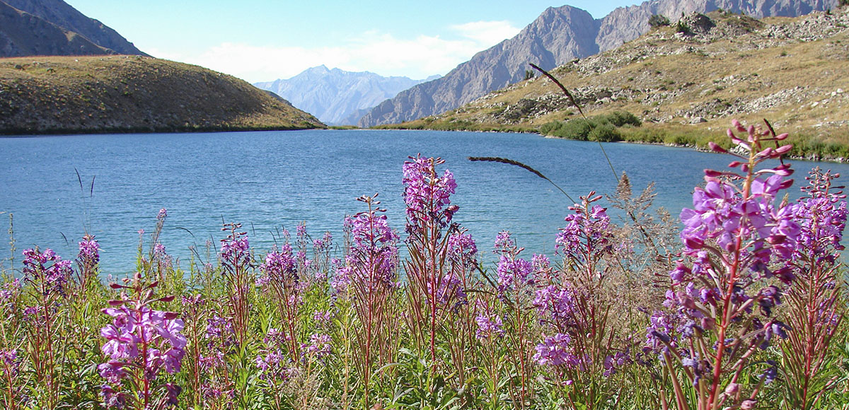 mountain_flowers_in_uzbekistan.html