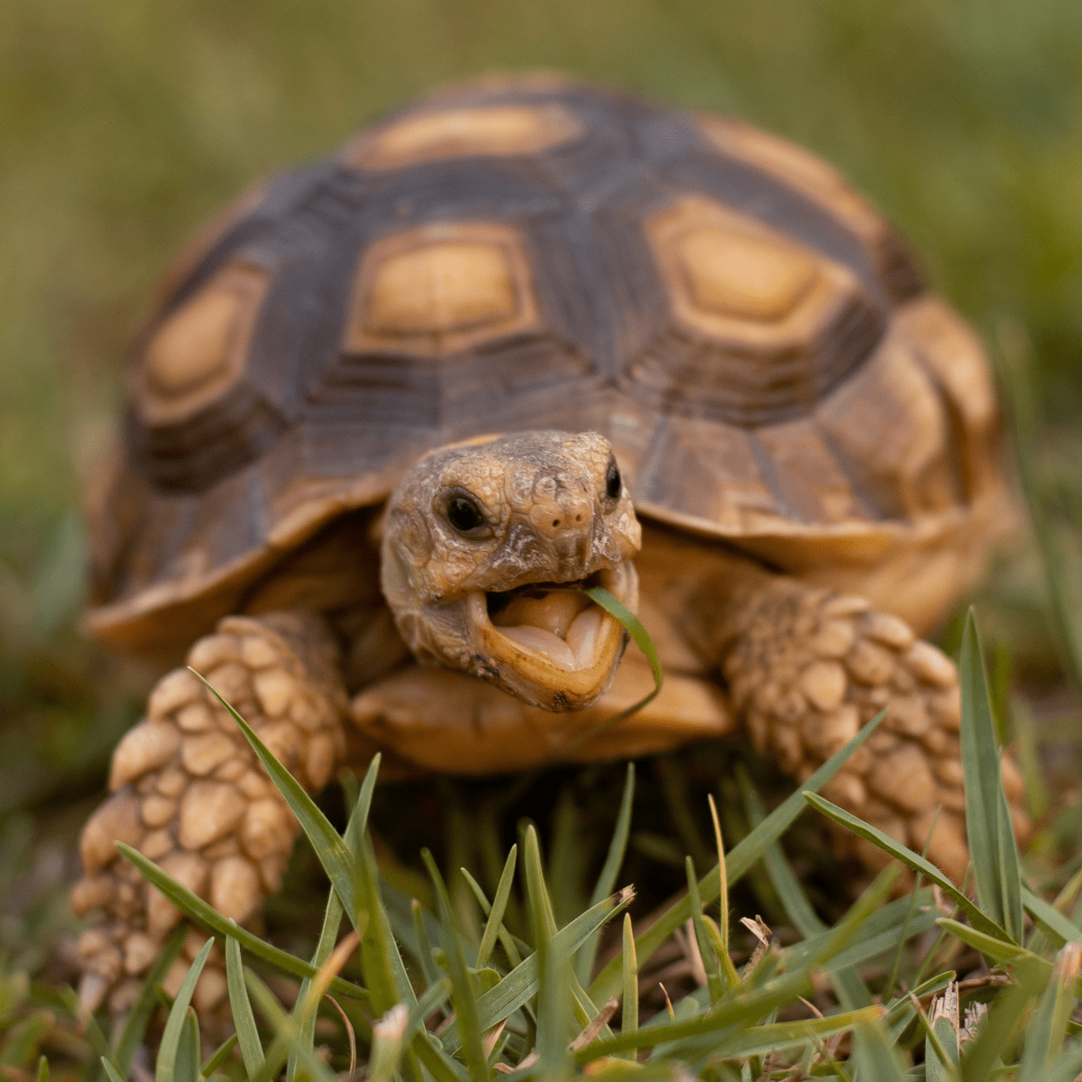 pet-turtle-or-tortoise