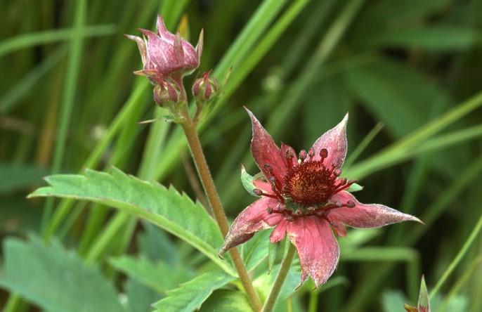 Potentilla_palustris_6837a