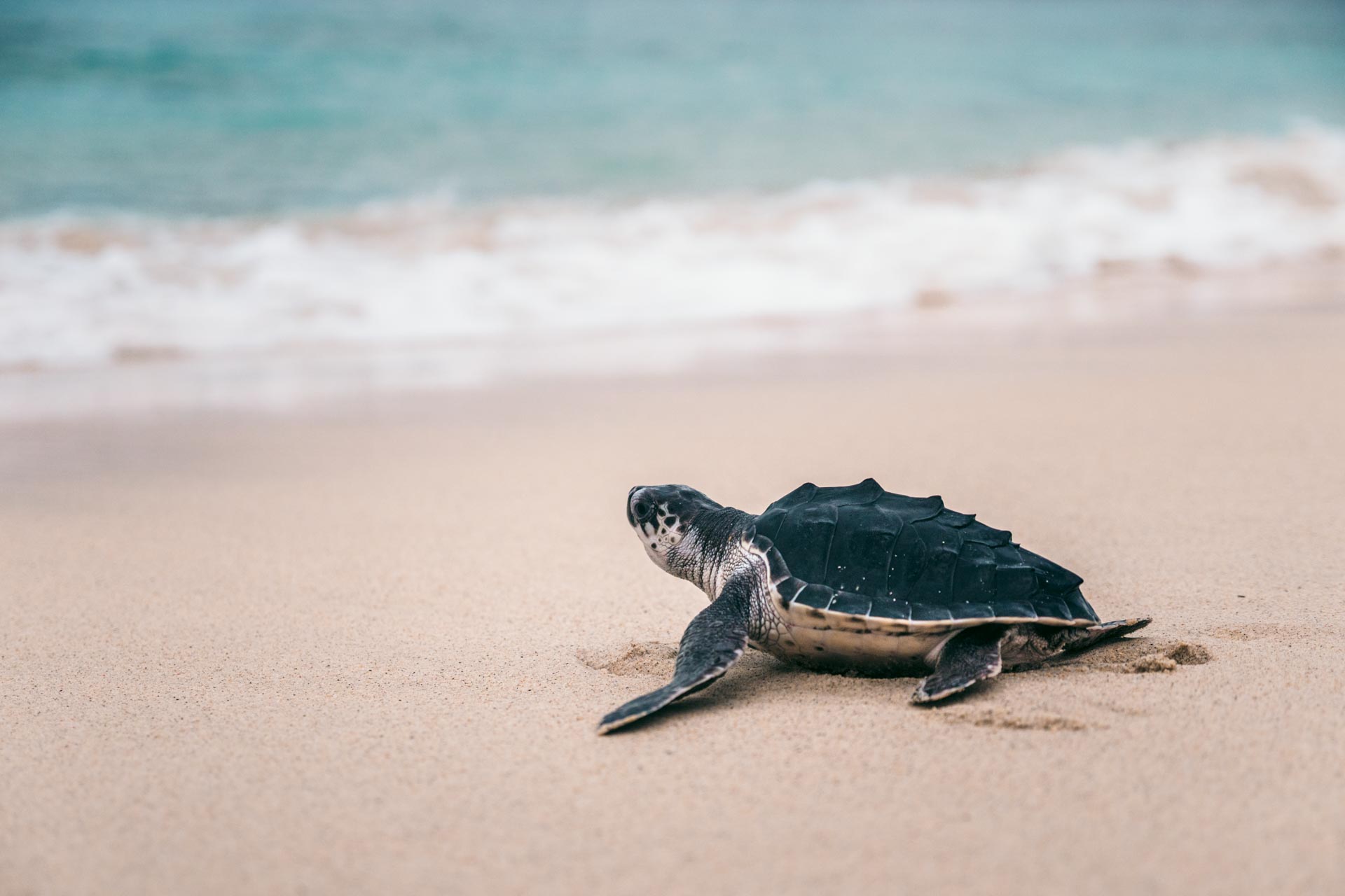 turtles-PGIL4134